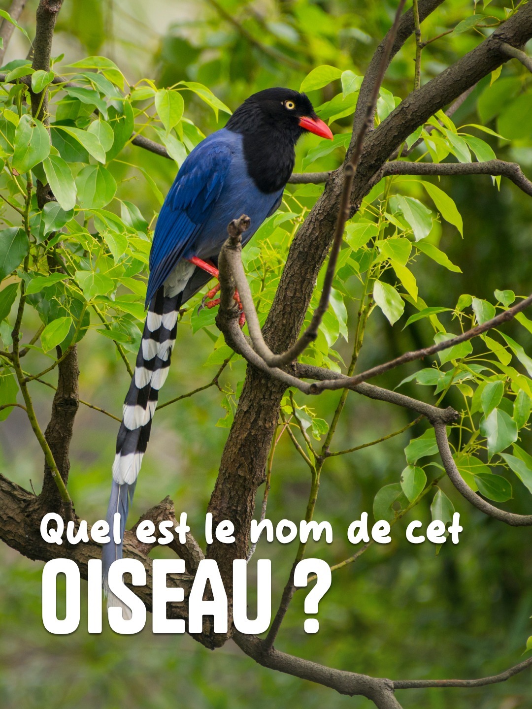 Toi, le boss de Taïwan : connais-tu le nom de cet oiseau ? 👀

En 3 mots : 
🐦 C’est l’oiseau national de Taïwan
🏝️ Il est endémique de notre île
⛰️ Il vit dans nos montagnes, entre 300 et 1200 mètres d’altitude

On attend tes propositions en commentaire 😎

📸 Chen, Chung-Chia - Adobe Stock