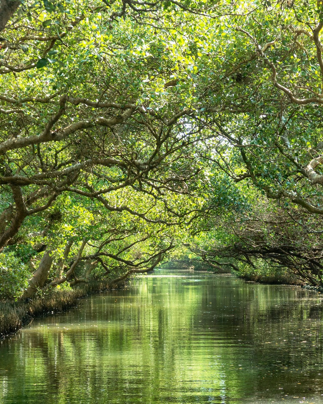 La minute pédago’ : zoom sur la mangrove 🔎

Les pieds dans l’eau et les racines en terre qui s’élèvent vers le ciel, la mangrove est un milieu végétal vraiment unique. C’est un peu comme une forêt dans la mer constituée en majorité de palétuviers, d'arbres et d'arbustes qui ont la capacité de s’adapter à une vie entre deux eaux (eau douce et eau de mer) peu profondes. 💚

Et tu peux en observer à Taïwan 👇 
1️⃣ Au Sicao Green Tunnel de Taijiang National Park
2️⃣ Au Mangrove Ecocenter du Tamsui District
3️⃣ Dans la Xinfeng Mangrove Nature Reserve de Hsinchu

Si tu veux te prendre pour un aventurier, on te conseille d’y aller 😎

📸 lcc54613 - Adobe Stock