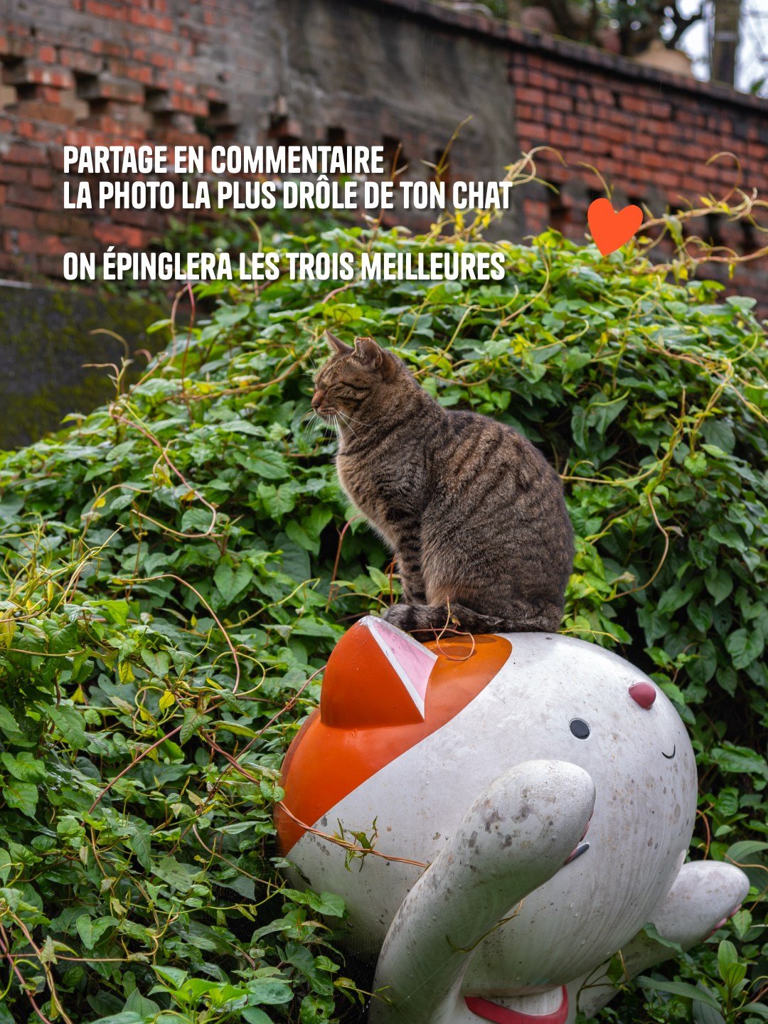 Fais-nous rêver pour la journée mondiale des chats 🐈

L’occasion parfaite pour partager à tous les cat lovers le meilleur endroit pour en voir à Taïwan : Houtong Cat Village. Ici, des dizaines et des dizaines de petits matous se promènent, flânent et se prélassent dans les petites ruelles du village de Ruifang. 😎

Rdv la semaine prochaine pour découvrir les 3 photos les plus drôles qu’on aura choisies 🕵️

📸 Shawn.ccf - Adobe Stock