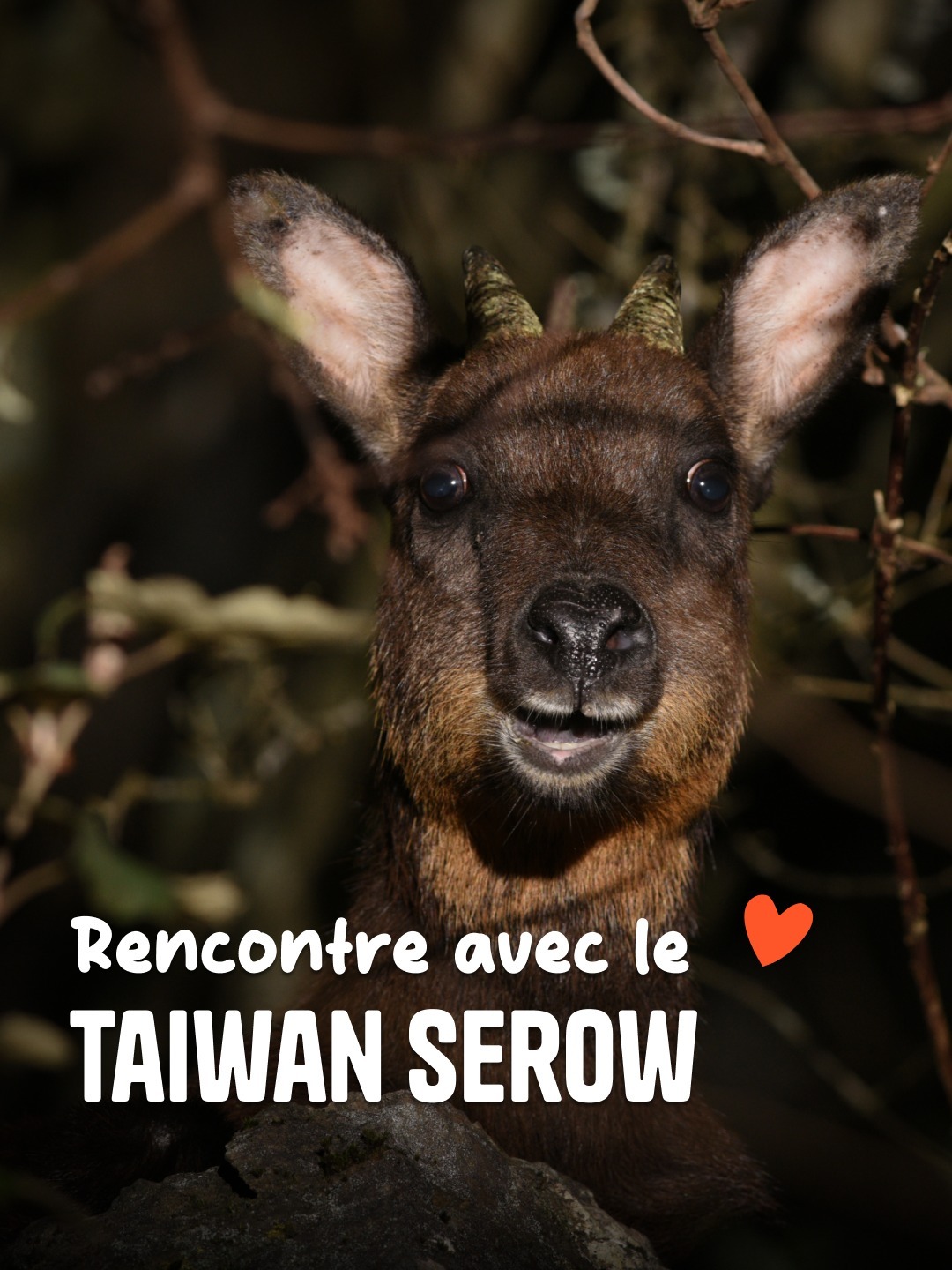 Alerte générale : on a trouvé l’habitant le plus mignon du Mont Nanhu 🥹

Lui, c’est le Saro de Taïwan (ou Taiwan Serow pour les bilingues). Ce petit mammifère qui te regarde droit dans les yeux est le seul bovidé qui a survécu sur notre île depuis la dernière glaciation qui est survenue il y a 16 000 ans. 

Aujourd’hui, il est d’ailleurs endémique. Cela signifie que pour l’observer, tu vas devoir venir nous voir. 😎

📸 Dash Huang - Flickr