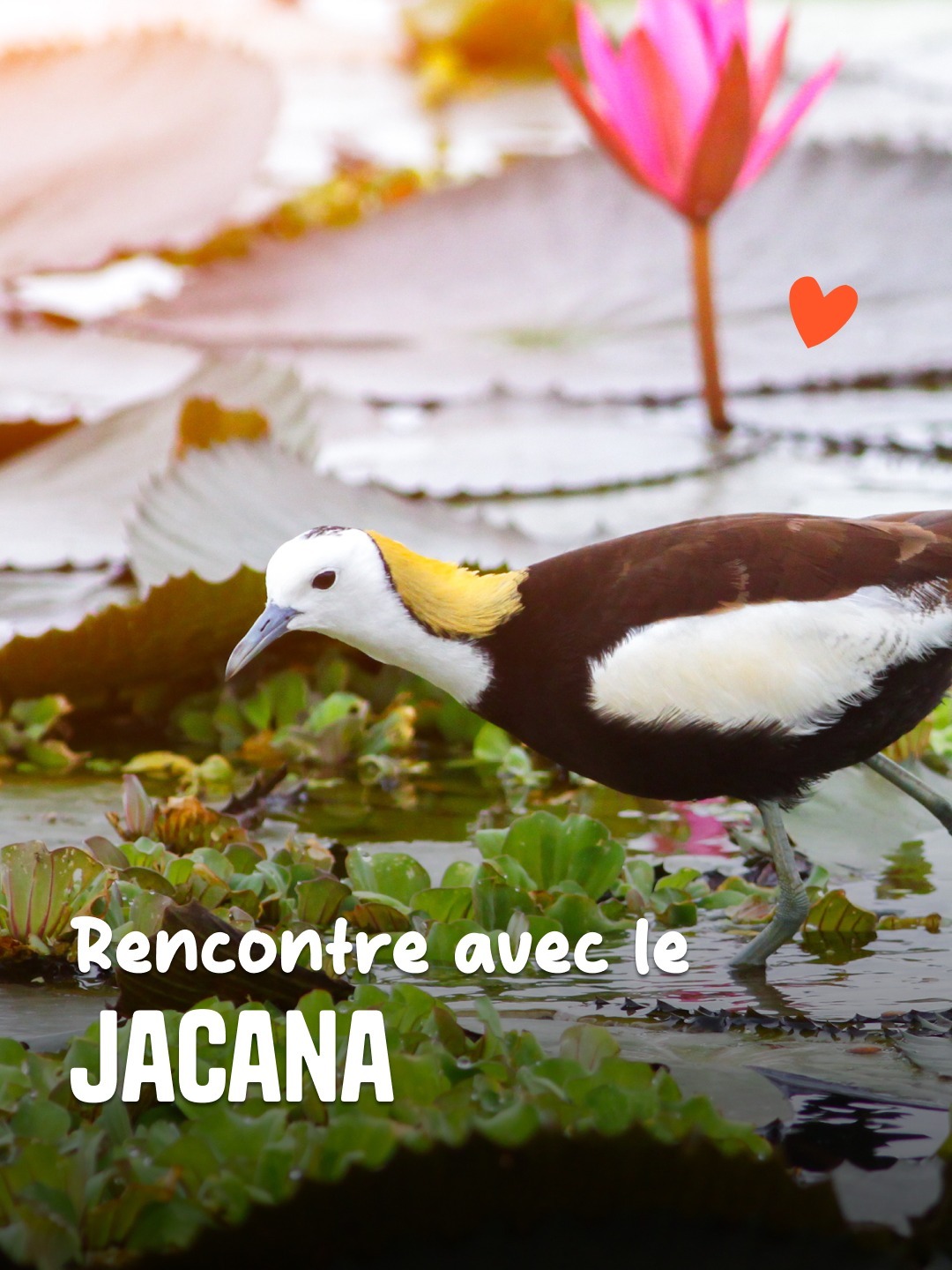 Les plus belles gambettes à plume de Taïwan ✨

La tête à la longue chevelure blonde digne de Raiponce que tu aperçois et aux pattes ultra longues et fines, c’est celle du Jacana à longue queue (ou Pheasant-tailed Jacana pour les bilingues). Cet oiseau emblématique de notre île adore les zones humides où il se régale de châtaignes d’eau.

Il a presque disparu pendant plusieurs années mais fait aujourd’hui l’objet de projets de conservation à Taïwan. Pour l’admirer de tes propres yeux, on te conseille d’aller visiter le Jacana Ecological Educational Park de Guantian. 😍

📍Guantian District, Tainan
ℹ️ Ouvert du mardi au dimanche de 9h à 17h

📸 poylock19 - Adobe Stock