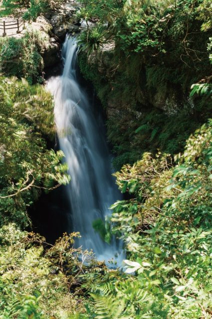 Passion cascade 💙

Manyuenyuan National Forest, c’est un écrin de nature niché dans le district de Sanxia, au sud de New Taipei. Selon l’endroit où tu te trouves, son altitude varie entre 300 et 1 700 mètres. Cascades, brume mystique, faune et flore : tu risques de vouloir reproduire des scènes de Twilight sur place. 🎬

On te conseille d’aller jeter un oeil à la Virgin Waterfall. Haute de 25 mètres, elle est entourée d’une brume qui forme un arc-en-ciel quand le soleil pointe le bout de son nez. Tout autour, des conifères et des fougères subtropicales s’étendent à perte de vue. Tu vas te sentir seul.e et c’est vraiment le but ici. 😍. 

Tu peux emprunter le sentier guidé qui longe la rivière Ruizai jusqu’au pavillon d’observation où tu pourras faire une pause contemplative et écouter le chant de la forêt. 🐦

📸 Travel in Taiwan