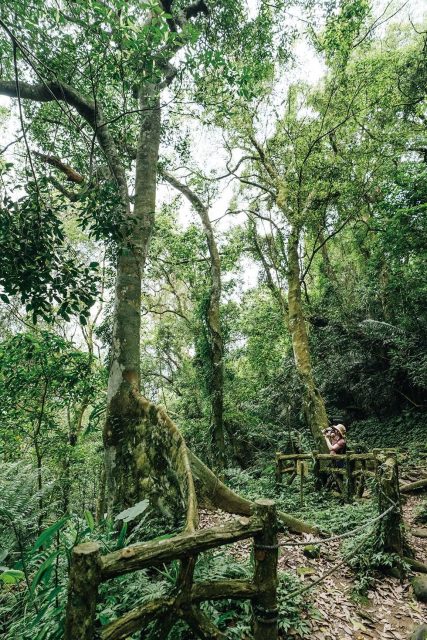 Ça, c’est ce qui t’attend si tu viens à The Great Roots Forestry & Spa Resort 💚

Installé sur le bassin de la rivière Dabao, le complexe s’étend sur un immense terrain tropical verdoyant de 20 hectares qu’on parcourt en empruntant les sentiers de randonnée. Tu imagines la faune et la flore que ça abrite ? 500 espèces d’arbres et plantes, 4 000 d’insectes et 30 d’oiseaux, rien que ça. 🐦

Après ta balade en mode explorateur, tu auras du mal à refuser un plouf dans le spa thermal en plein air. Mention spéciale pour les bains naturistes avec vue sur la montagne (t’inquiète, il y a aussi des bains privés en chambre pour plus d’intimité 👌).

Notre conseil 👉 si les chambres du complexe sont en dehors de ton budget, tu peux aussi prévoir un daytrip et opter pour le “Rainforest & hot spring package”. Il coûte NT$550 du lundi au vendredi et NT$650 le week-end.

📸 Travel in Taiwan