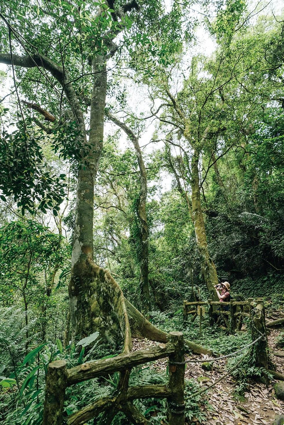 Ça, c’est ce qui t’attend si tu viens à The Great Roots Forestry & Spa Resort 💚

Installé sur le bassin de la rivière Dabao, le complexe s’étend sur un immense terrain tropical verdoyant de 20 hectares qu’on parcourt en empruntant les sentiers de randonnée. Tu imagines la faune et la flore que ça abrite ? 500 espèces d’arbres et plantes, 4 000 d’insectes et 30 d’oiseaux, rien que ça. 🐦

Après ta balade en mode explorateur, tu auras du mal à refuser un plouf dans le spa thermal en plein air. Mention spéciale pour les bains naturistes avec vue sur la montagne (t’inquiète, il y a aussi des bains privés en chambre pour plus d’intimité 👌).

Notre conseil 👉 si les chambres du complexe sont en dehors de ton budget, tu peux aussi prévoir un daytrip et opter pour le “Rainforest & hot spring package”. Il coûte NT$550 du lundi au vendredi et NT$650 le week-end.

📸 Travel in Taiwan